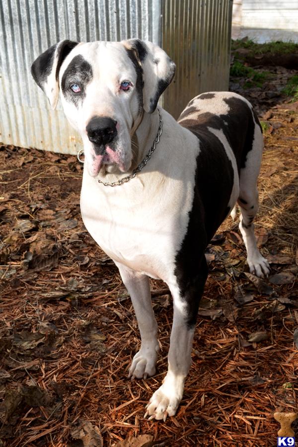 Stud Dogs - Great Dane